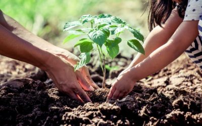 Continuer à planter des arbres : est-ce vraiment utile ?