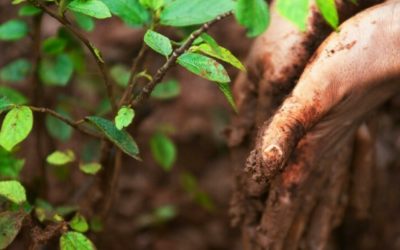 Planter des arbres : un moyen efficace pour lutter contre le réchauffement climatique ?