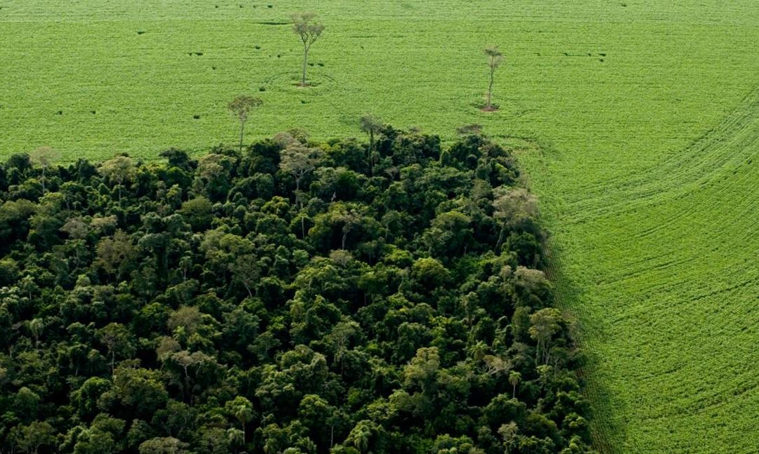 Les impacts de la déforestation sur les facteurs biophysiques