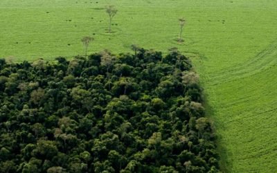 Les impacts de la déforestation sur les facteurs biophysiques