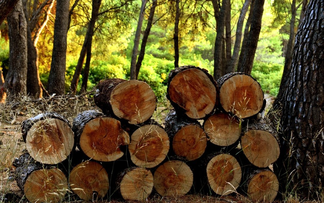 La filière bois relancée dans la Haute-Marne